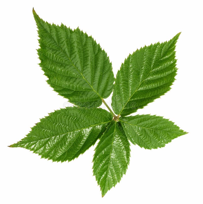 Blackberry leaf set stock image. Image of herb, white 34475143