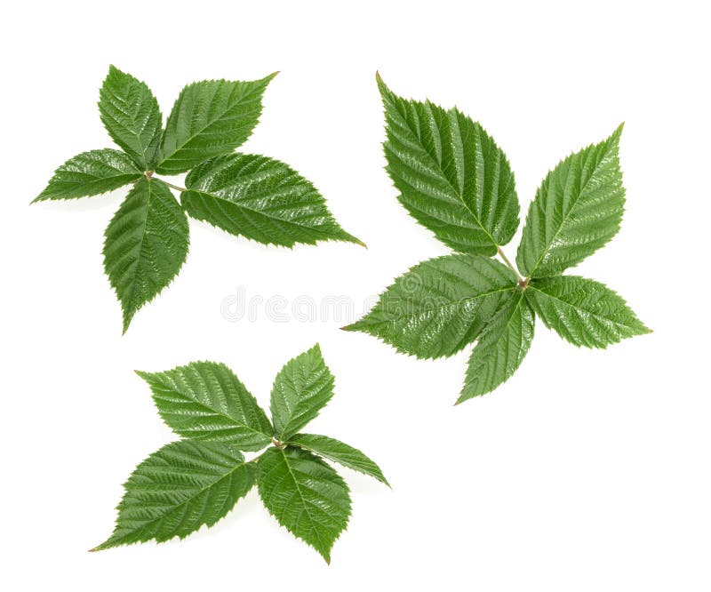 Blackberry leaf set stock image. Image of herb, white 34475143