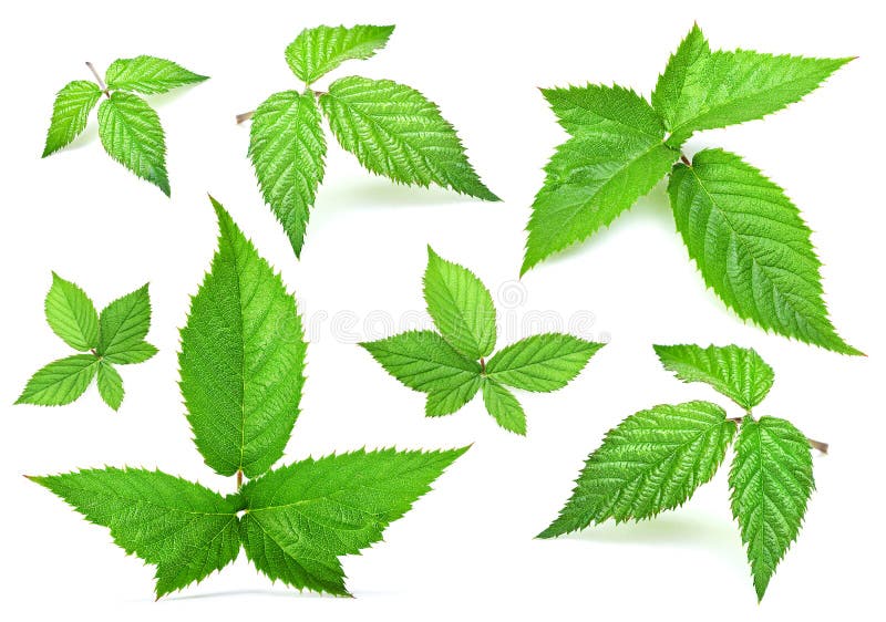 Blackberry leaf set stock image. Image of herb, white 34475143
