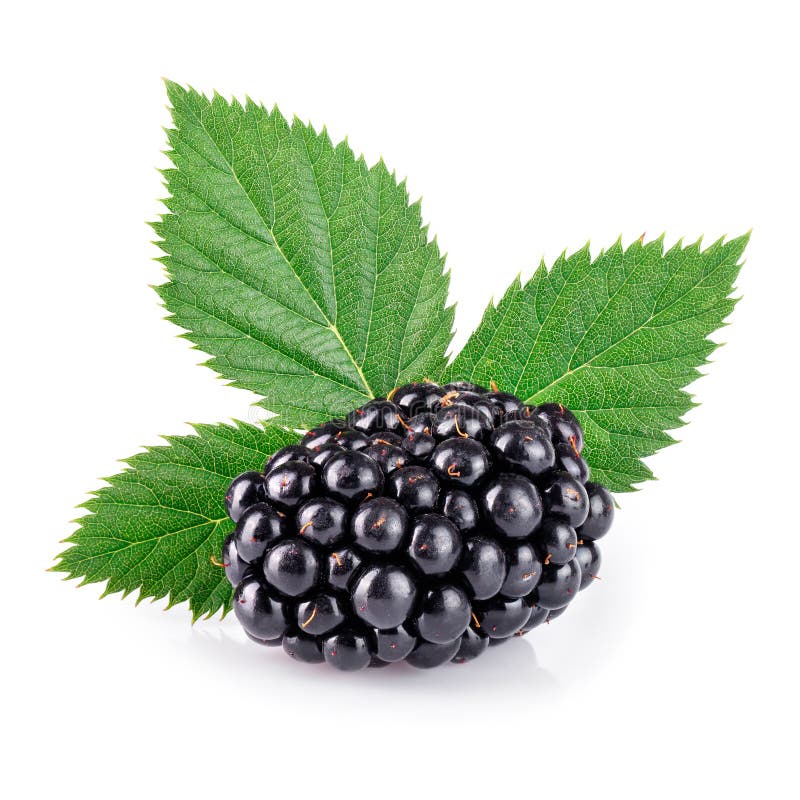 Blackberry with leaf stock image. Image of single, bramble 97882351