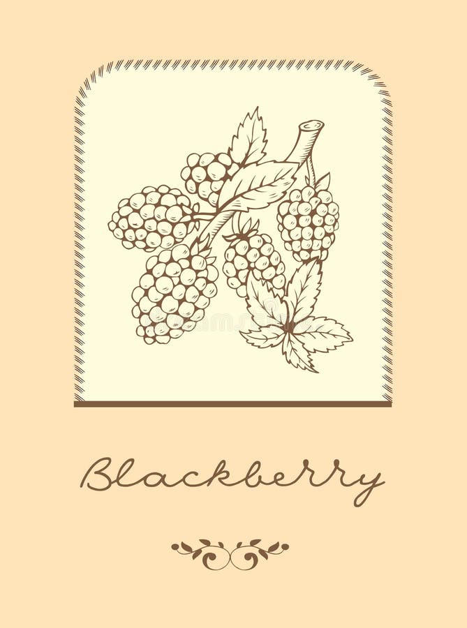 Blackberry Line Draw Stock Illustrations 55 Blackberry Line Draw