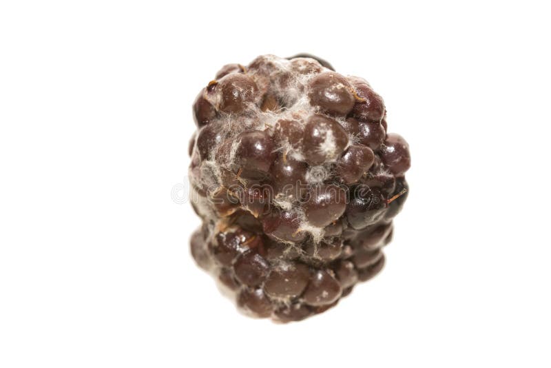 Berry's Mold Stock Photos Download 1,951 Royalty Free Photos