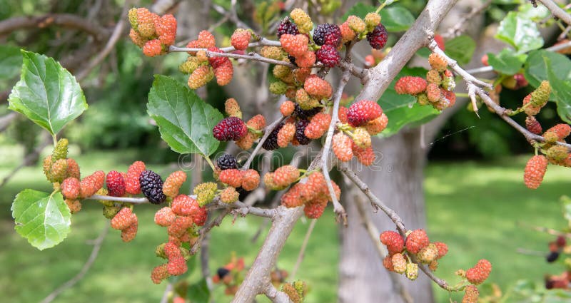 Black Mulberry, Morus Nigra, Ripening Fruit on Tree Stock Photo - Image ...