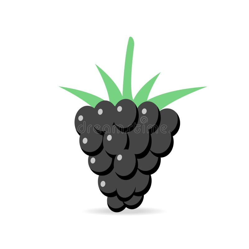 Blackberry Plant on White Background. Vector Illustration Stock Vector