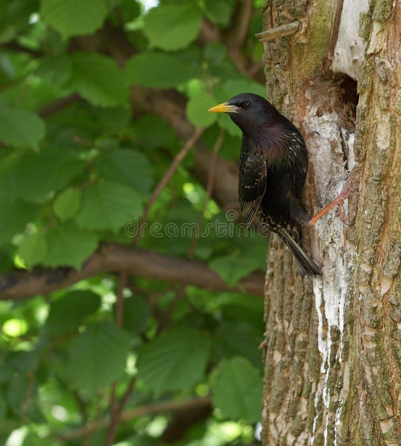 Blackbird 1