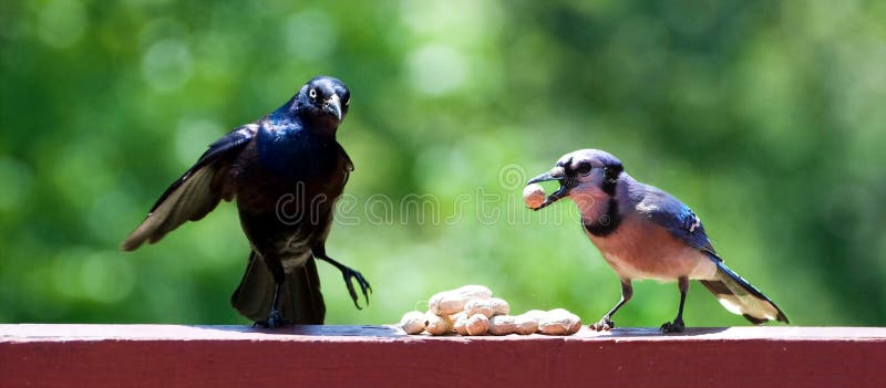 Blackbird and Blue Jay