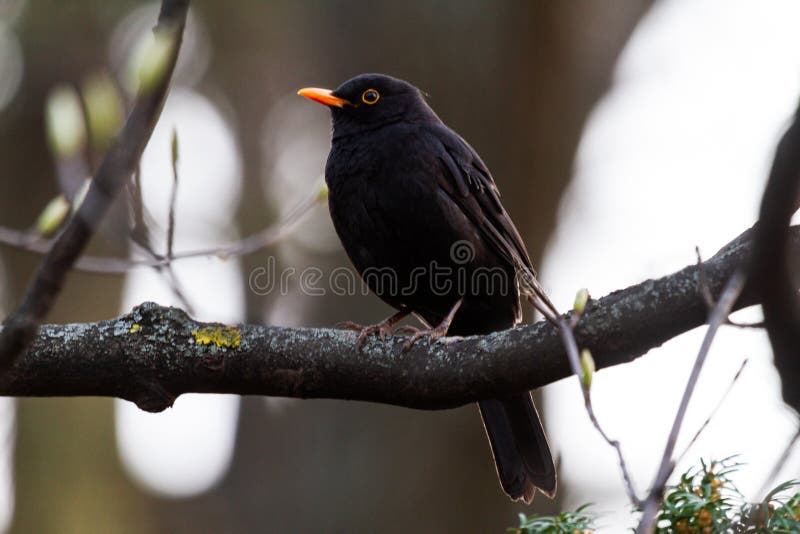 Blackbird at dusk sits on a branch