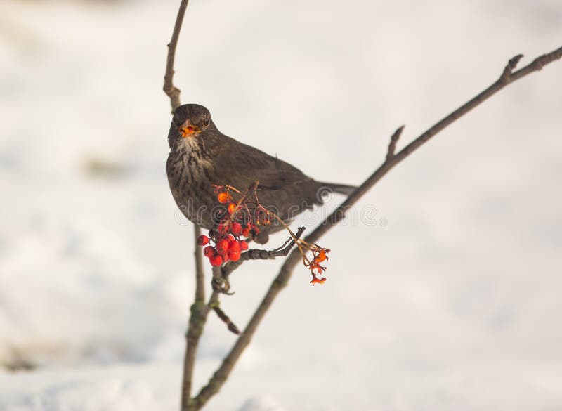 Blackbird feeding on Rowan berry