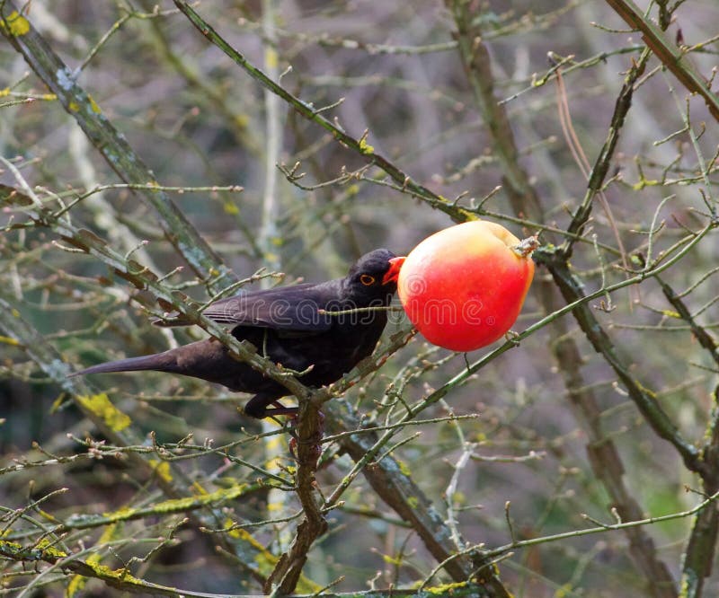 Blackbird female in park 3