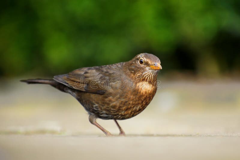 Blackbird female