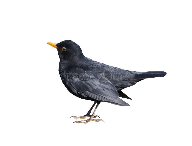 Blackbird Isolated on White