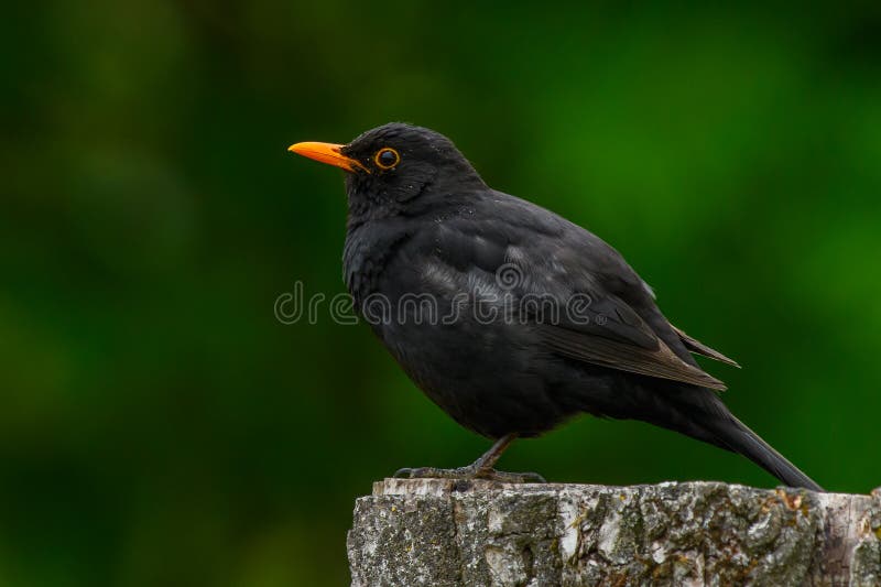 Blackbird, male sitting on a tree trunk at dusk