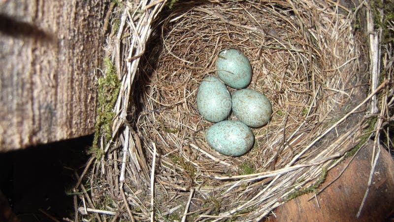 blue bird eggs with brown spots