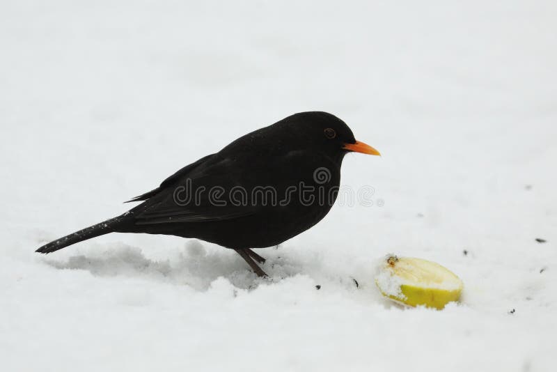 Blackbird in snow