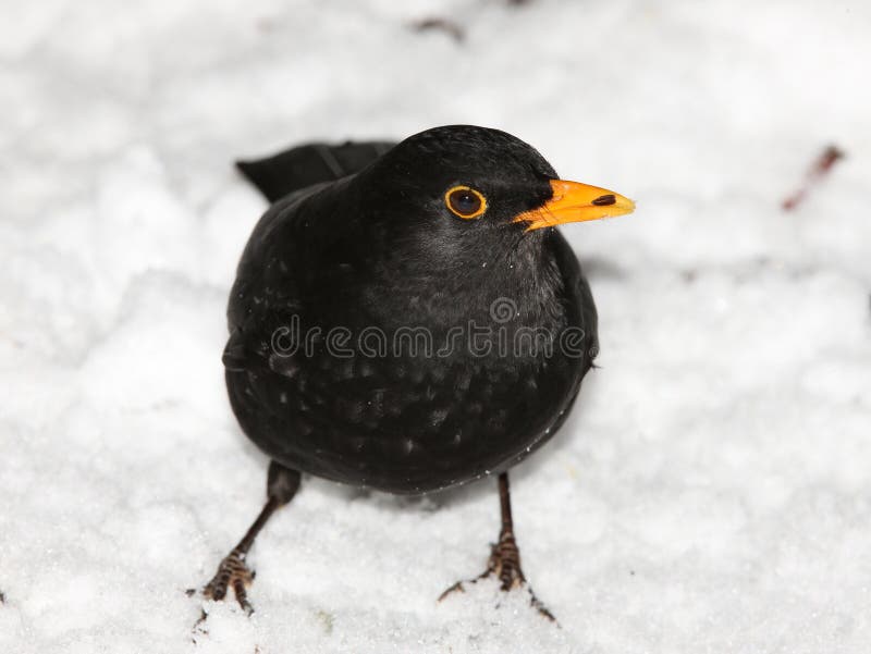 Blackbird in the snow