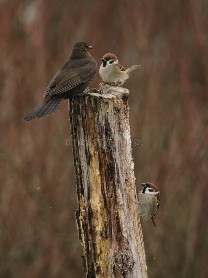 Blackbird and Sparrows