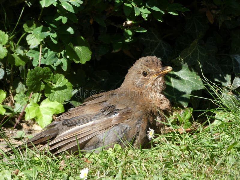 Blackbird Sunbathing Stock Photos Free & RoyaltyFree Stock Photos
