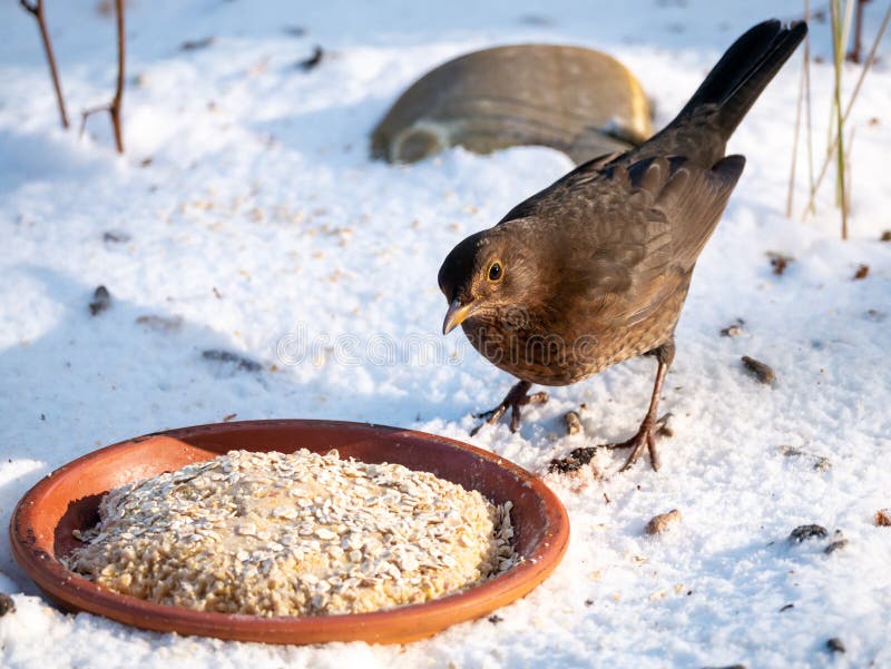 Blackbird, Turdus merula, female eating peanut butter for birds in snow in winter, Netherlands