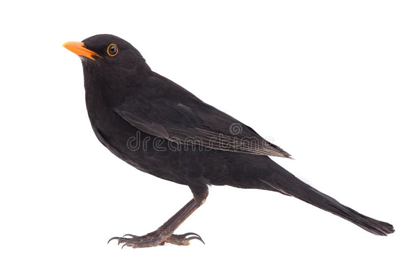 Blackbird Turdus merula