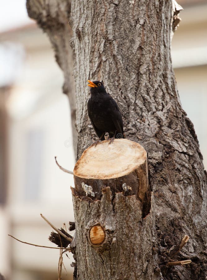 Blackbird, turdus merula.