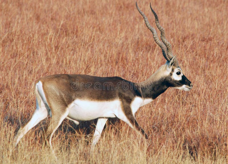 158 Gujrat Wildlife Stock Photos - Free & Royalty-Free Stock Photos from  Dreamstime