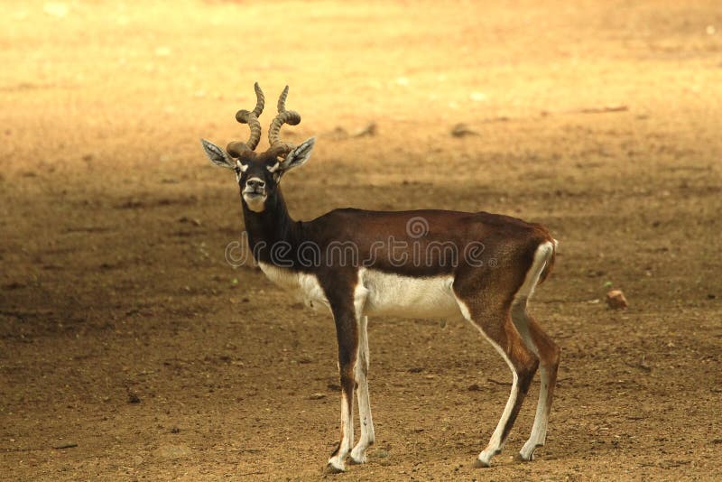 Blackbuck