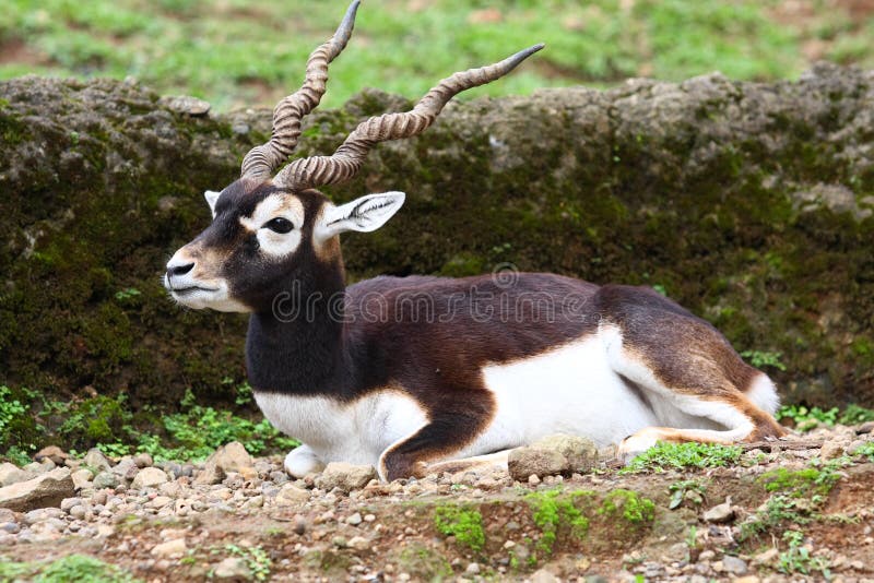 Blackbuck Antelope stock image. Image of park, natural - 14794559 Blackbuck Antelope stock image. Image of park, natural - 14794559