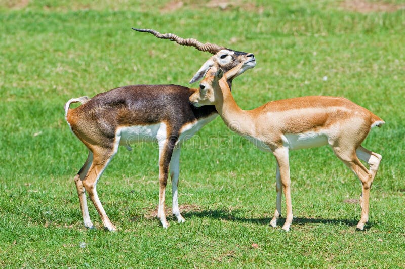 Dois Cervos Fêmeas Pastando Na Grama Verde. Close-up De Animais Dobrados No  Chão Em Busca De Comida Foto Royalty Free, Gravuras, Imagens e Banco de  fotografias. Image 197887492