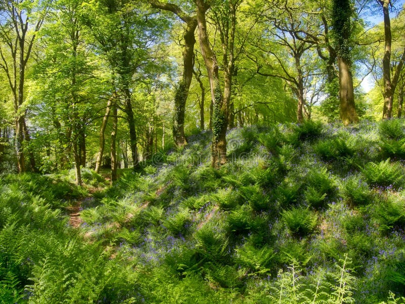 Blackbury Camp in East Devon war einmal ein iron age hill fort mit einem tatsächlichen Lager wird dort gebaut im 4.