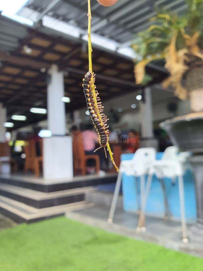 Black Caterpillar hanging from a green stick royalty free stock image.