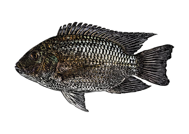 Learn How to Draw a Tilapia (Fishes) Step by Step : Drawing Tutorials