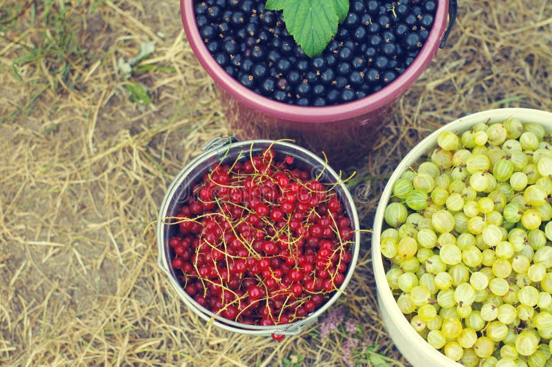 Кусты смородины чёрной красной белой