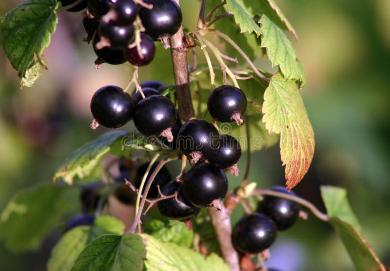 Blackcurrant