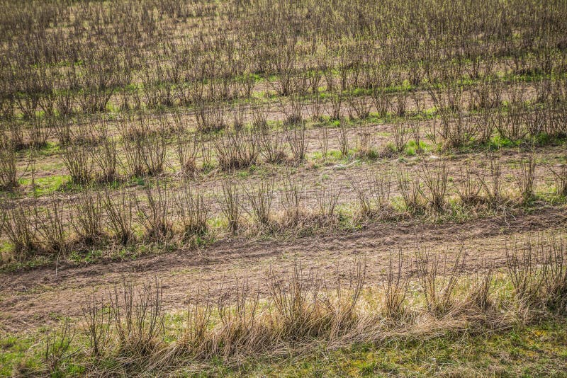 Blackcurrant field