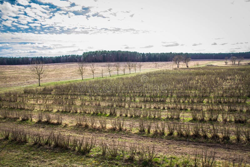 Blackcurrant field