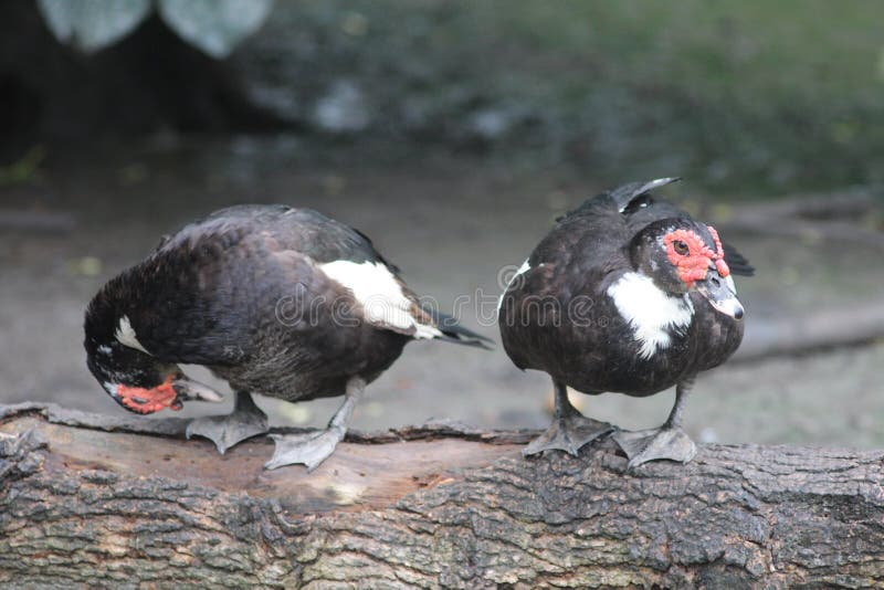Blackduck stock image. Image of animal, blackduck, duck 265208161