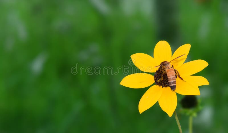 Blackeyed Susan, słonecznik z pszczołą zdjęcie royalty free Blackeyed Susan, słonecznik z pszczołą zdjęcie royalty free