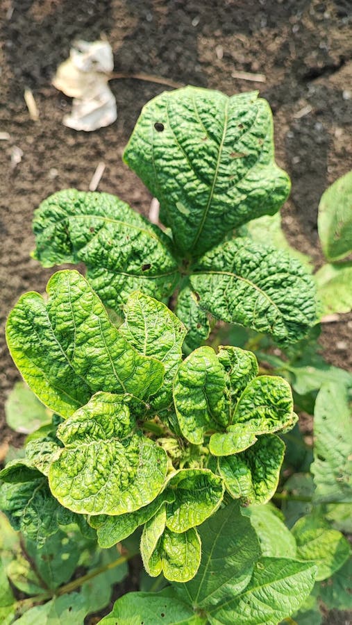 Blackgram leaf crinkle stock photo. Image of disease 270070020