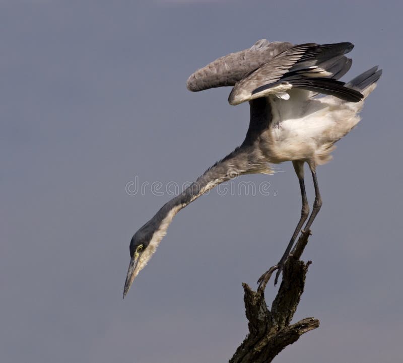 Blackheaded Heron