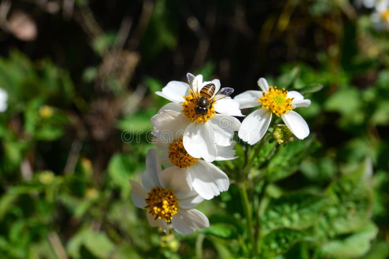 Blackjack, Spanish Needle or Bidens Pilosa L Stock Photo Image of