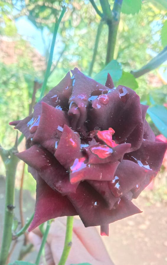 Blackrose in the garden stock photo. Image of plant 267403644