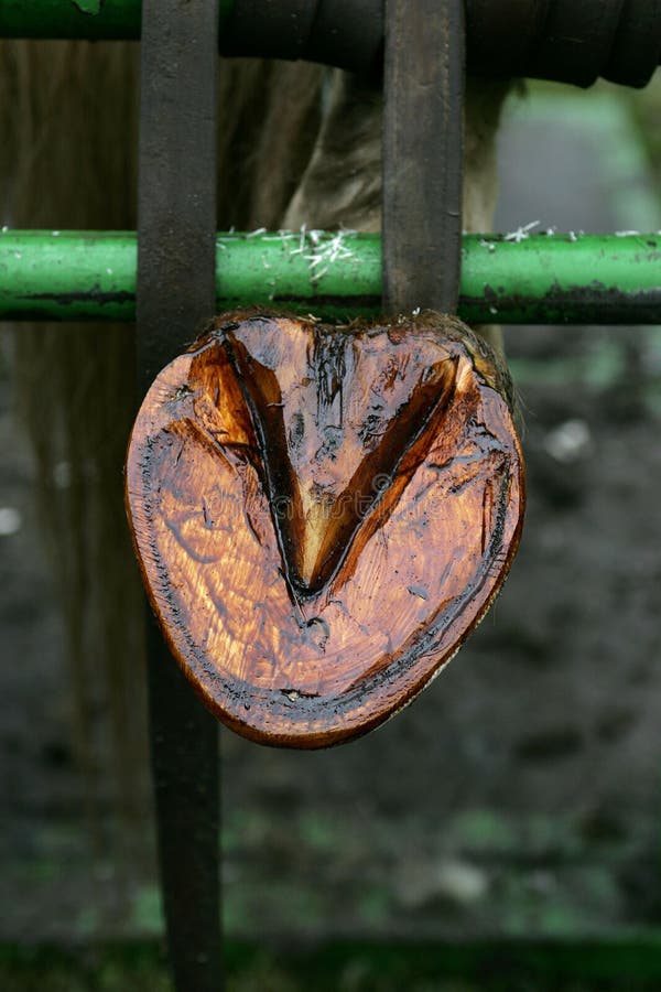 Blacksmith Shoeing Draft Horse Stock Image Image of animals, draught