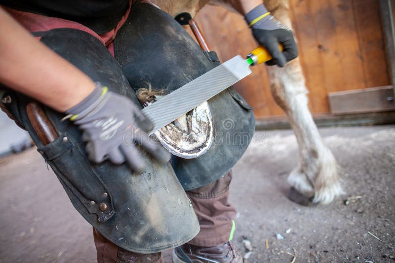 Blacksmith Works on a Horse Hoof Stock Photo Image of care, metal