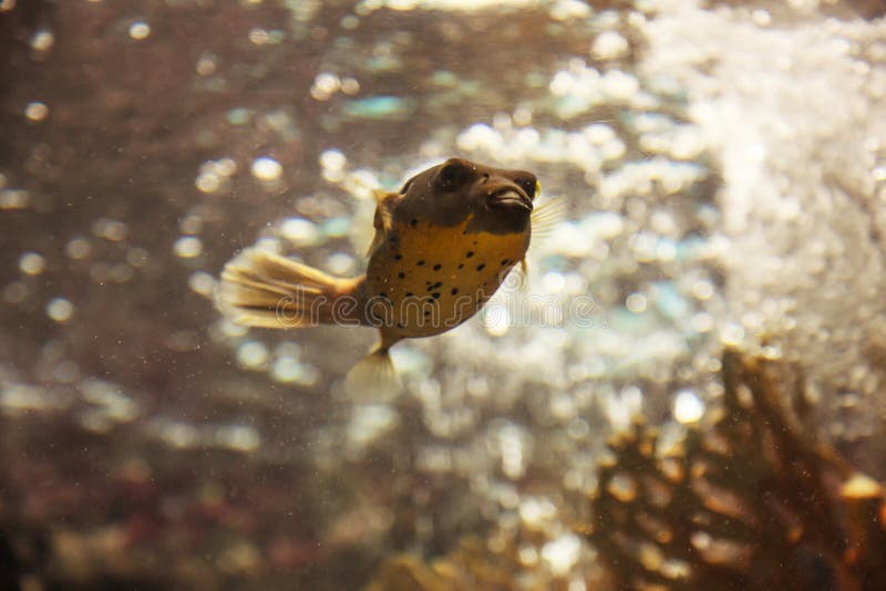 Blackspotted puffer fish or dog-faced puffer Arothron Nigropunctatus is a small tropical marine fish. It has oval spherical body royalty free stock photos Blackspotted puffer fish or dog-faced puffer Arothron Nigropunctatus is a small tropical marine fish. It has oval spherical body royalty free stock photos