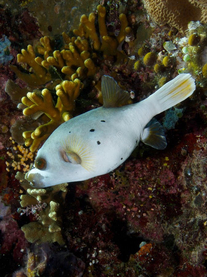 Blackspotted Puffer Fish