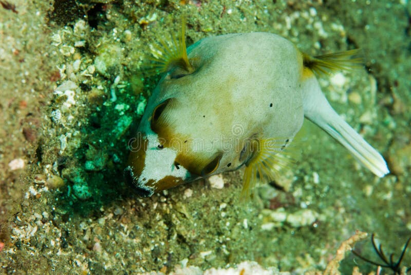 Blackspotted Pufferfish in Ambon, Maluku, Indonesia Underwater Photo ...