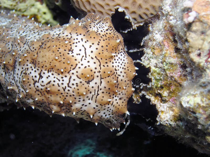 A Blackspotted Sea Cucumber Pearsonothuria Graeffei in the Red Sea ...