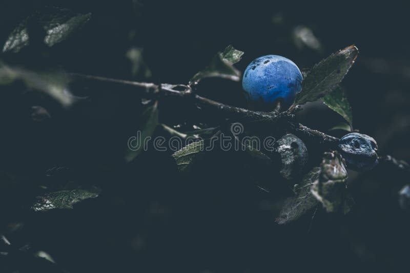 Blackthorn berry stock photo Image of blue leaves 271877028