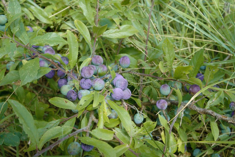 Blackthorn sloe μούρα στοκ φωτογραφίες με δικαίωμα ελεύθερης χρήσης Blackthorn sloe μούρα στοκ φωτογραφίες με δικαίωμα ελεύθερης χρήσης