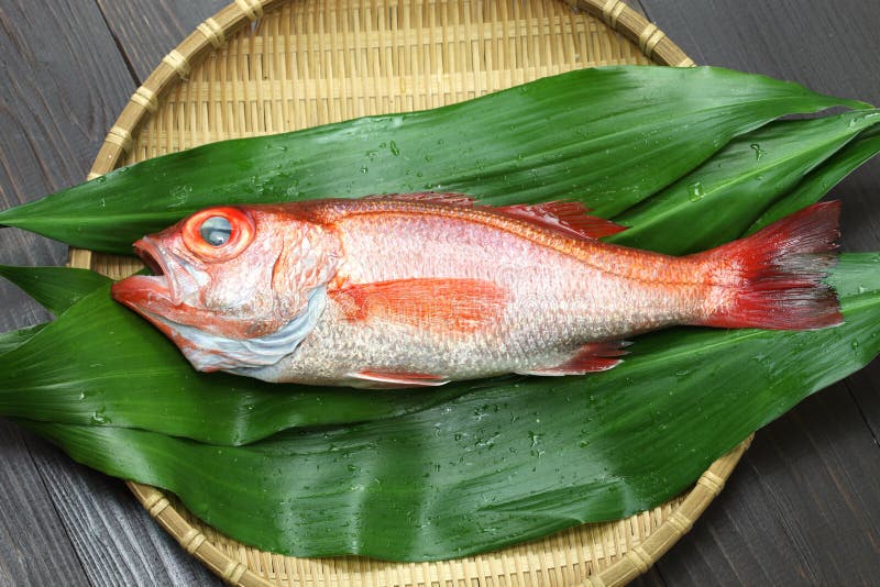 Blackthroat Seaperch 玫瑰色雪鱼 日本高级鱼库存照片 图片包括有seaperch 玫瑰色雪鱼 日本高级鱼 Blackthroat Blackthroat Seaperch 玫瑰色雪鱼 日本高级鱼库存照片 图片包括有seaperch 玫瑰色雪鱼 日本高级鱼 Blackthroat